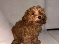 3.5 Aylık Erkek Toy Poodle