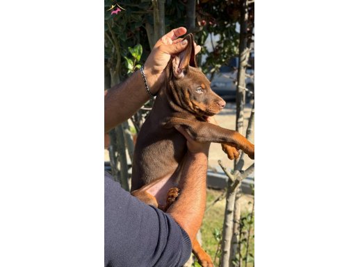 DOBERMAN YAVRULARİ 