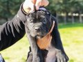 SECERELİ CANE CORSO YAVRULARİMİZ