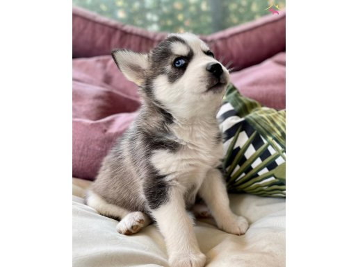 SAFKAN HUSKY YAVRULARIMIZ 