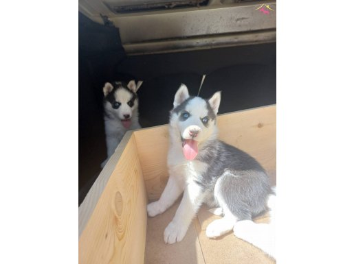 SAFKAN HUSKY YAVRULARI 