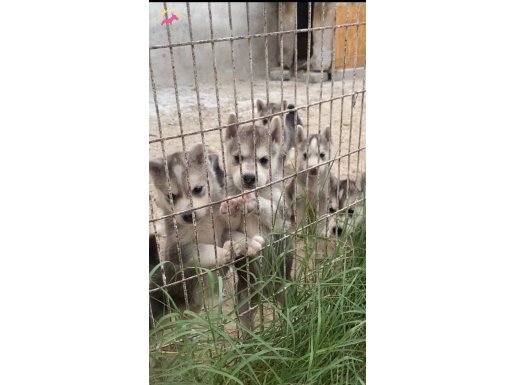 SAFKAN HUSKY MALAMUT YAVRULARI