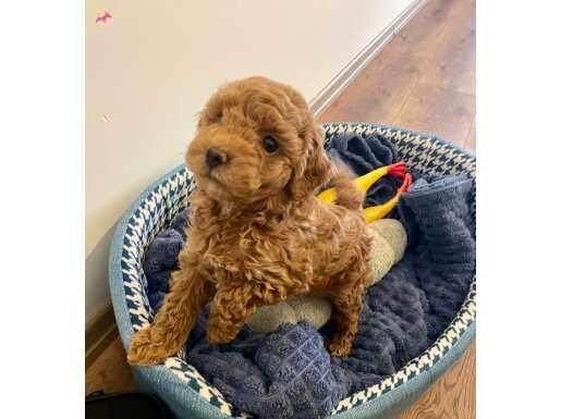 İzmir Bornova Safkan Toy Poodle Yavruları