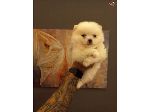 Safkan Pomeranian Boo Yavruları 
