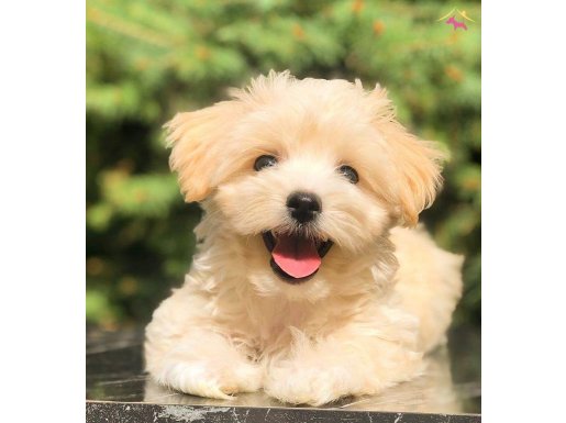 Evinize Neşe Katacak Safkan Maltipoo Yavruları