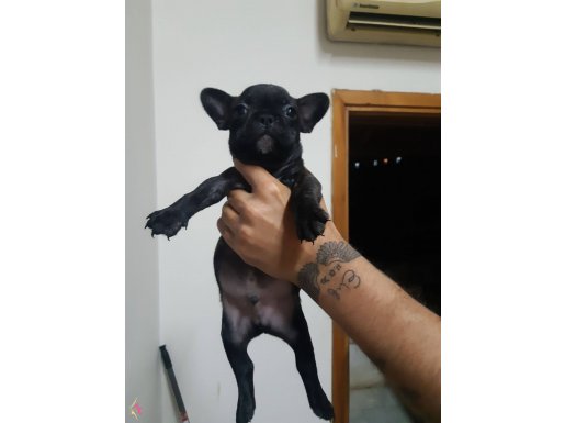 Safkan French Bulldog Yavruları ile Ailenize Neşe Katın