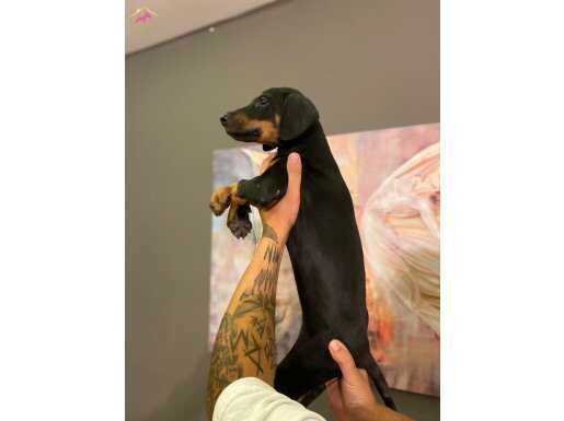 Safkan Doberman Yavruları | Estetik ve Zeki Koruma Arkadaşınız