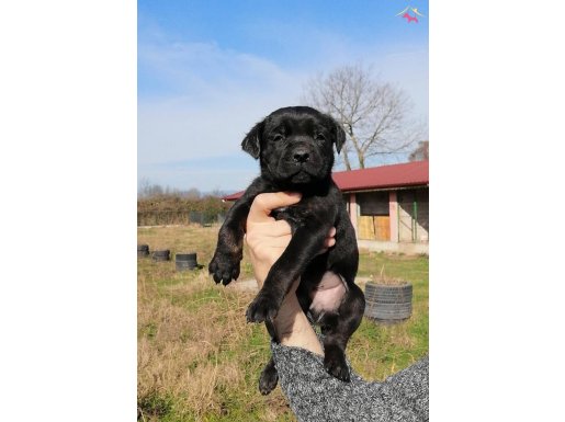 Safkan Cane Corso Yavruları | Koruyucu ve Zeki Cane Corso Karakteri