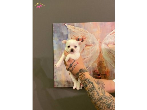 Safkan Beyaz Şivava Chihuahua Yavruları