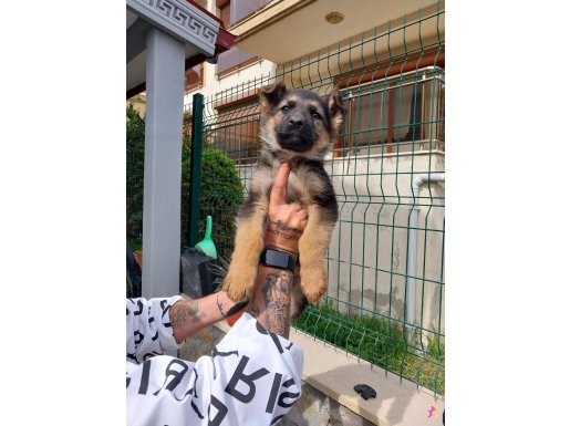 Safkan Alman Kurdu Yavruları Şecereli ve Karakter Garantili