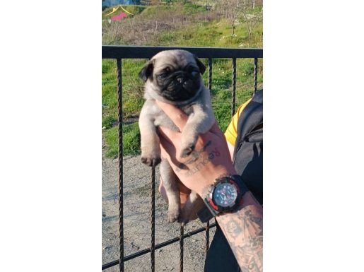İzmir Bornova Safkan Pug Yavruları