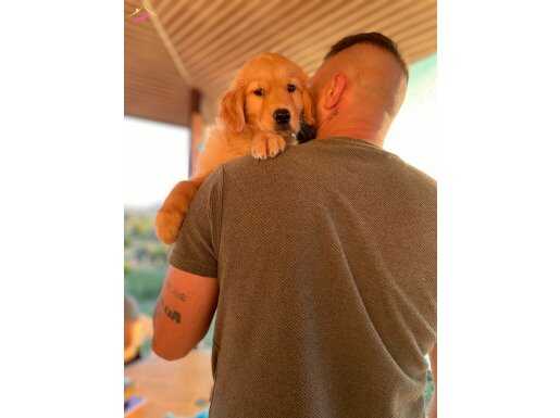 Safkan Golden Retriever Yavruları