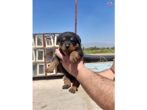 Safkan Rottweiler Yavruları Maskeli Surat Yapılı Fizik