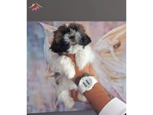 Safkan Shih Tzu Yavruları ile Ailenize Neşe Katın
