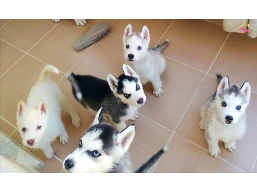 Safkan Husky Yavruları Mavi Gözlü Ve Maskeli Sibirya Kurdu