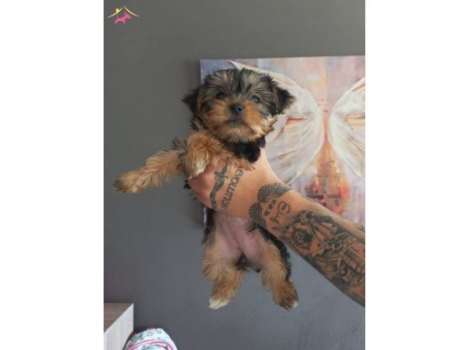 Yüksek zekâlı ve hipoalerjenik Yorkshire Terrier Yavruları
