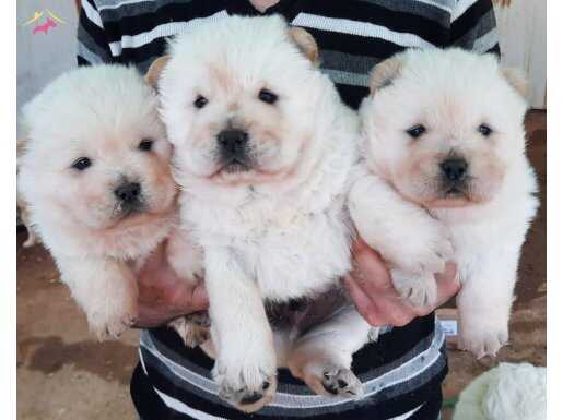 İzmir Bornova Siyah Dilli Safkan Chow Chow Yavrusu