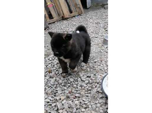  Yüksek Sadakat Duygulu Akita Inu Yavruları