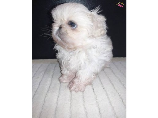 Safkan Beyaz Pekines Yavruları Sakin Karakterli ve Ev Yaşamına Uyumlu