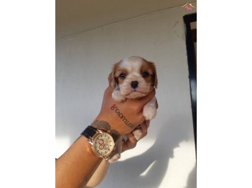 Safkan Cavalier King Charles Yavruları ile Hayatınıza Neşe Katın