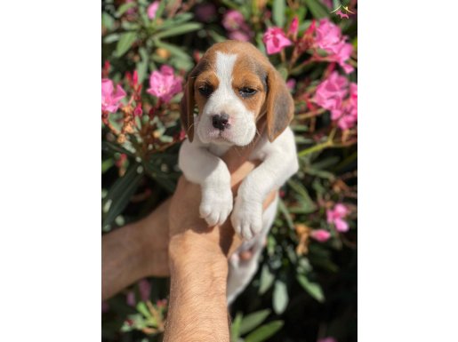 İzmir Bornova Safkan Beagle Yavruları Evladiyelik Sadık Dostlar