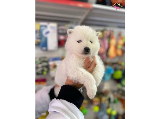 Safkan Beyaz Kartopu Samoyed Yavruları Gülen Yüzlü Dostunuz