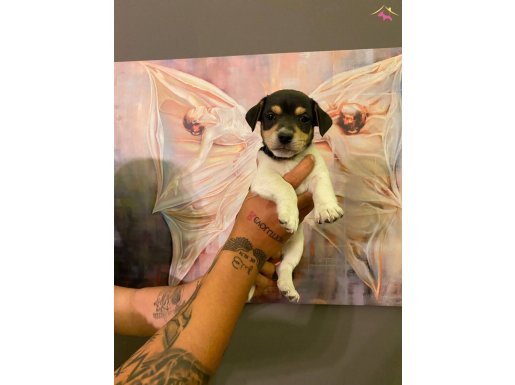 Safkan Maskeli Jack Russell Yavruları