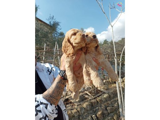 Ev Hayatına Uyumlu Safkan Amerikan Cocker Yavruları