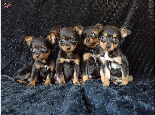 Ev Uyumlu Safkan Minyatür Pinscher Yavrusu