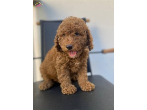 Kıvırcık Tüy Yapısıyla Öne Çıkan Akıllı Safkan Toy Poodle Yavruları