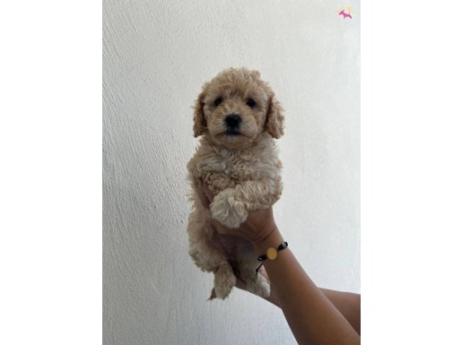 Eğitilebilir Akıllı Maltipoo Yavruları Tüy Dökmeyen Yapısıyla