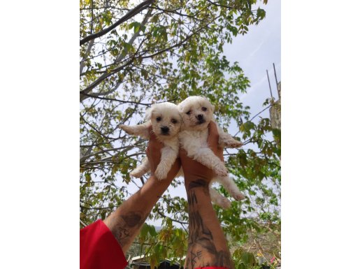 Ev Hayatına Uyumlu Safkan Maltese Terrier Yavruları