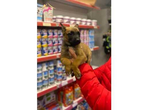 Safkan Belçika Kurdu Malinois Yavruları | Koruma ve İtaat Odaklı