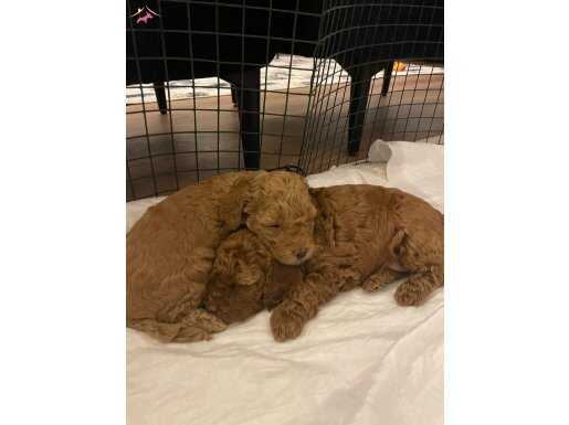 Kıvırcık ve yumuşak tüy yapısıyla TOY POODLE YAVRULARI 