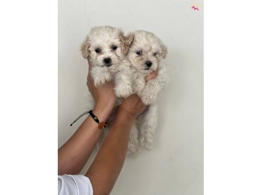 SAFKAN MALTİPOO YAVRULARI İLE EVİNİZE NEŞE KATIN
