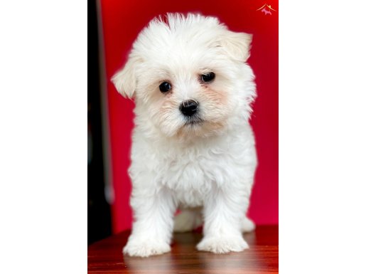 Safkan Maltese Terrier Yavruları ile Hayatınıza Neşe Katın