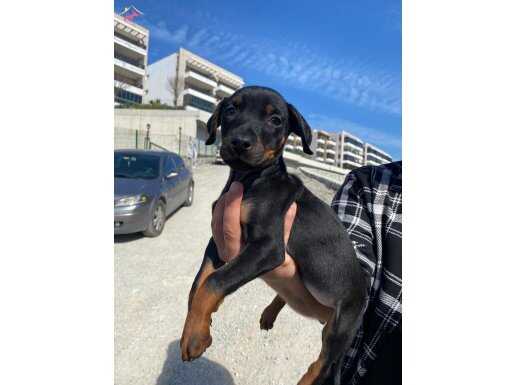 Asil ve Koruyucu Safkan Doberman Yavruları