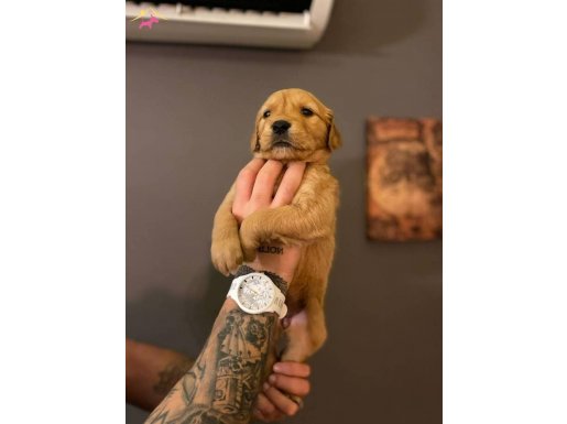 Aydın Kuşadası Safkan Golden Retriever Yavruları