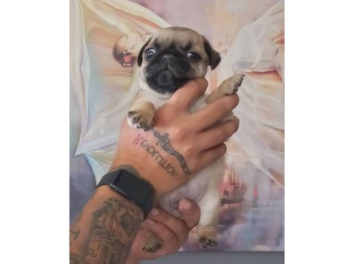 Karakteriyle Öne Çıkan Safkan Pug Yavruları