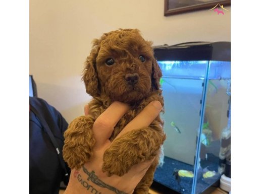 SAFKAN TARÇIN TOY POODLE YAVRULARI