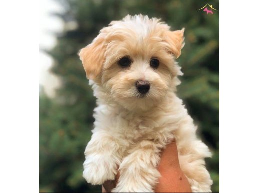 SAFKAN MALTİPOO YAVRULARI SORUNSUZ GÖNDERİMLE