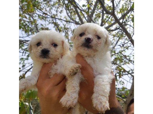 SAFKAN MALTESE TERRİER YAVRULARI 