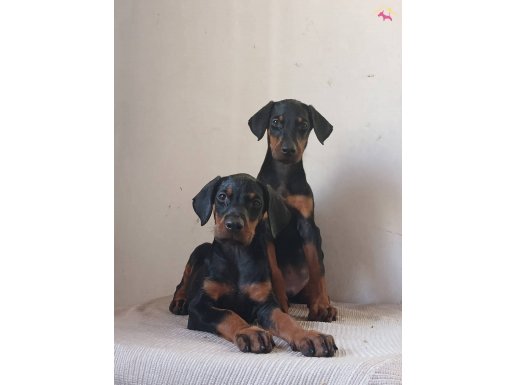 Karizmatik Safkan Doberman Yavruları