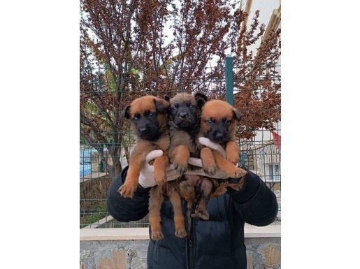 MASKELİ ASLANLAR SAFKAN MALİNOS YAVRULARI