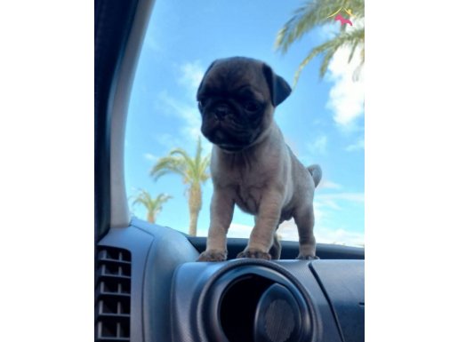 SAFKAN PUG YAVRULARI 