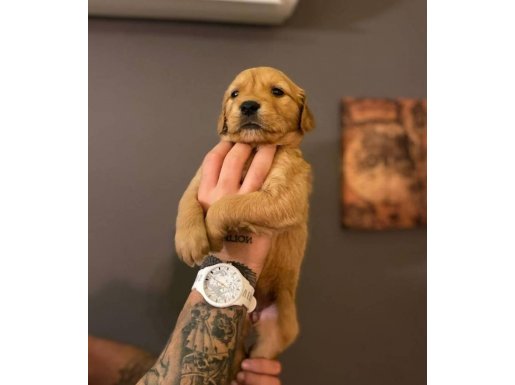 UYSAL KARAKTER SAFKAN GOLDEN YAVRULARI