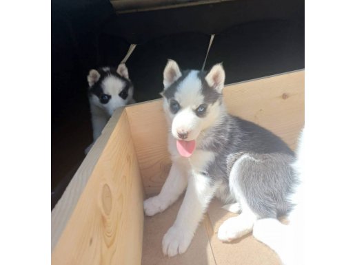 SAFKAN HUSKY YAVRULARI