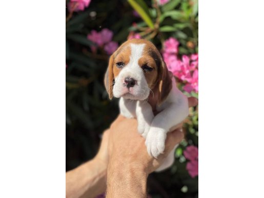 Bakışlarıyla Kalp Çalan Safkan Beagle Yavruları - Adrese Teslim