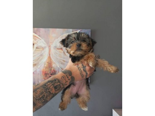 SAFKAN YORKSHİRE YAVRULARI