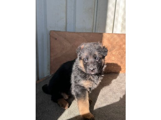 Aydın Kuşadası Sağlık Garantili Karakterli Alman Kurdu Yavruları